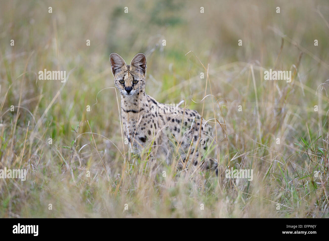 Serval (Leptailurus serval), la chasse, la traque dans les hautes herbes, Masai Mara, Kenya Banque D'Images