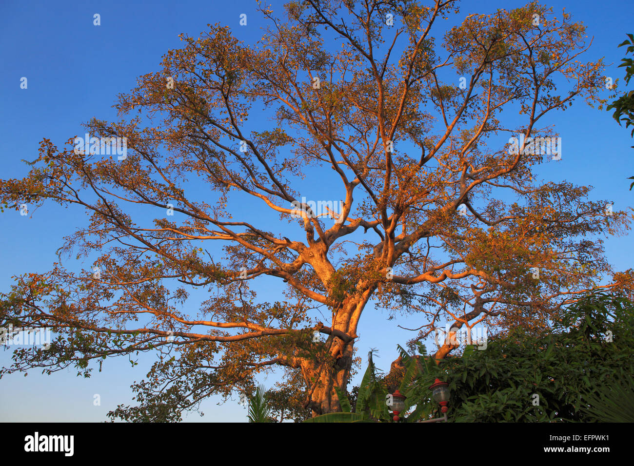 Warka (wild fig tree), Bahir Dar, région d'Amhara, en Éthiopie Banque D'Images