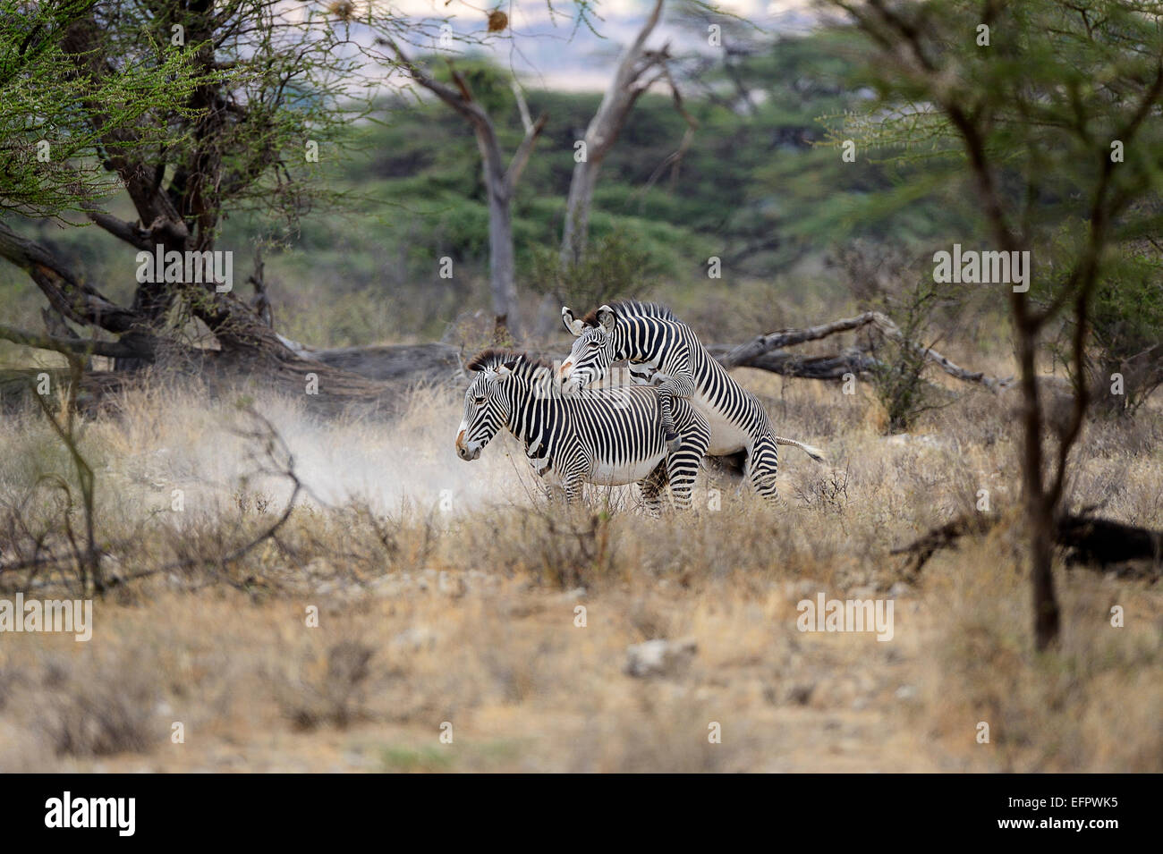Des zèbres de Grévy (Equus grevyi) accouplement, espèces menacées, Buffalo Springs National Reserve, Kenya Banque D'Images