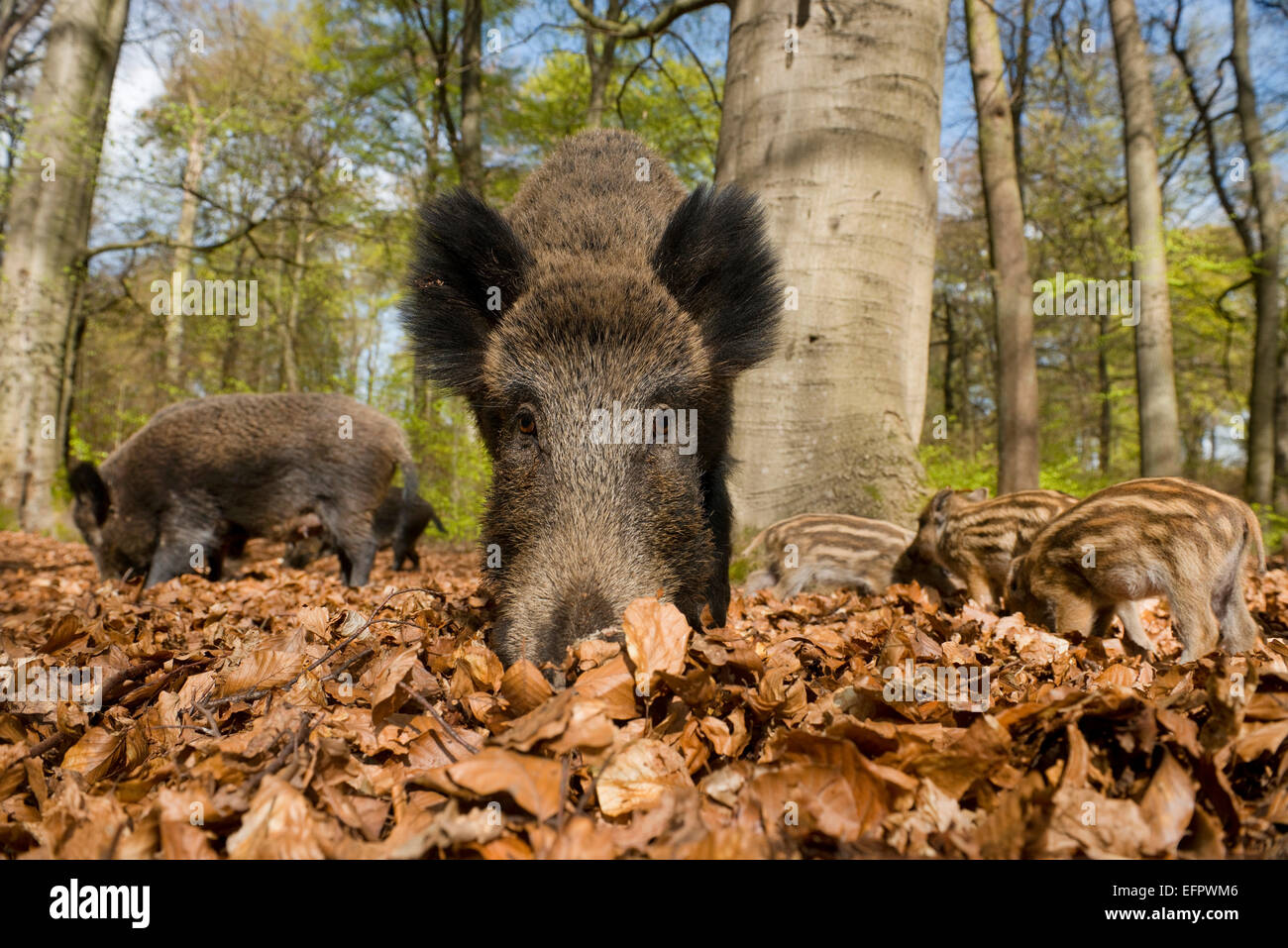 Le sanglier (Sus scrofa) au printemps dans les bois, en Rhénanie du Nord-Westphalie, Allemagne Banque D'Images