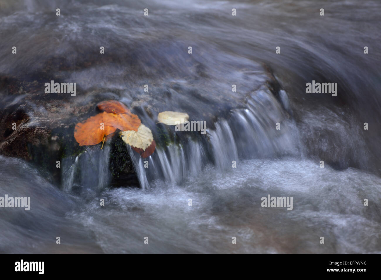 Les feuilles d'automne sur une pierre, Ilse Mountain Brook, Ilsenburg, Saxe-Anhalt, Allemagne Banque D'Images