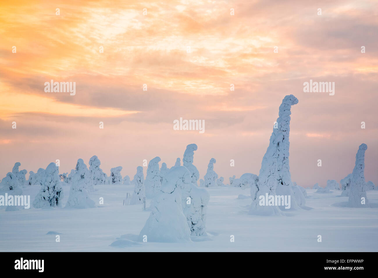 Arbres couverts de neige, Parc National de Riisitunturi, Finlande Banque D'Images