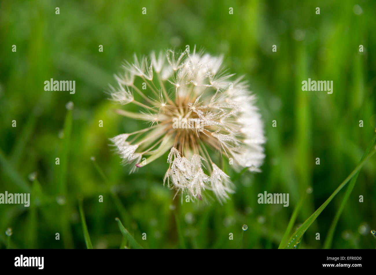 Seul couvert de rosée graines de pissenlit entouré par l'herbe mouillée Banque D'Images