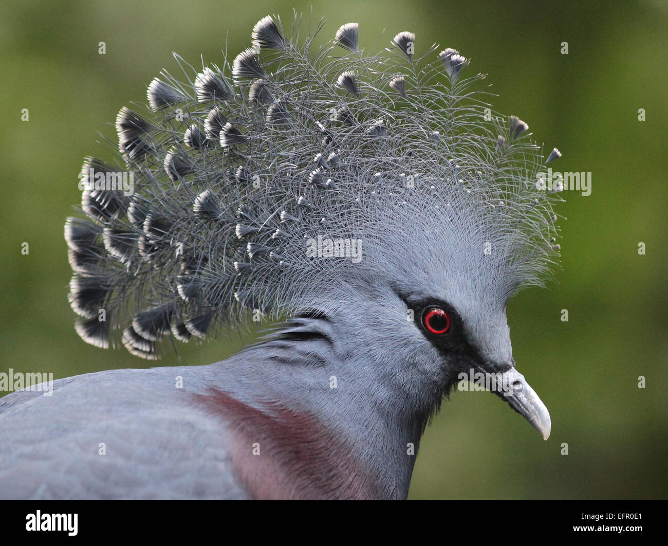 Victoria pigeon couronné.Goura victoria.Rez-de-pigeon habitation indigènes de la Nouvelle Guinée région. Banque D'Images