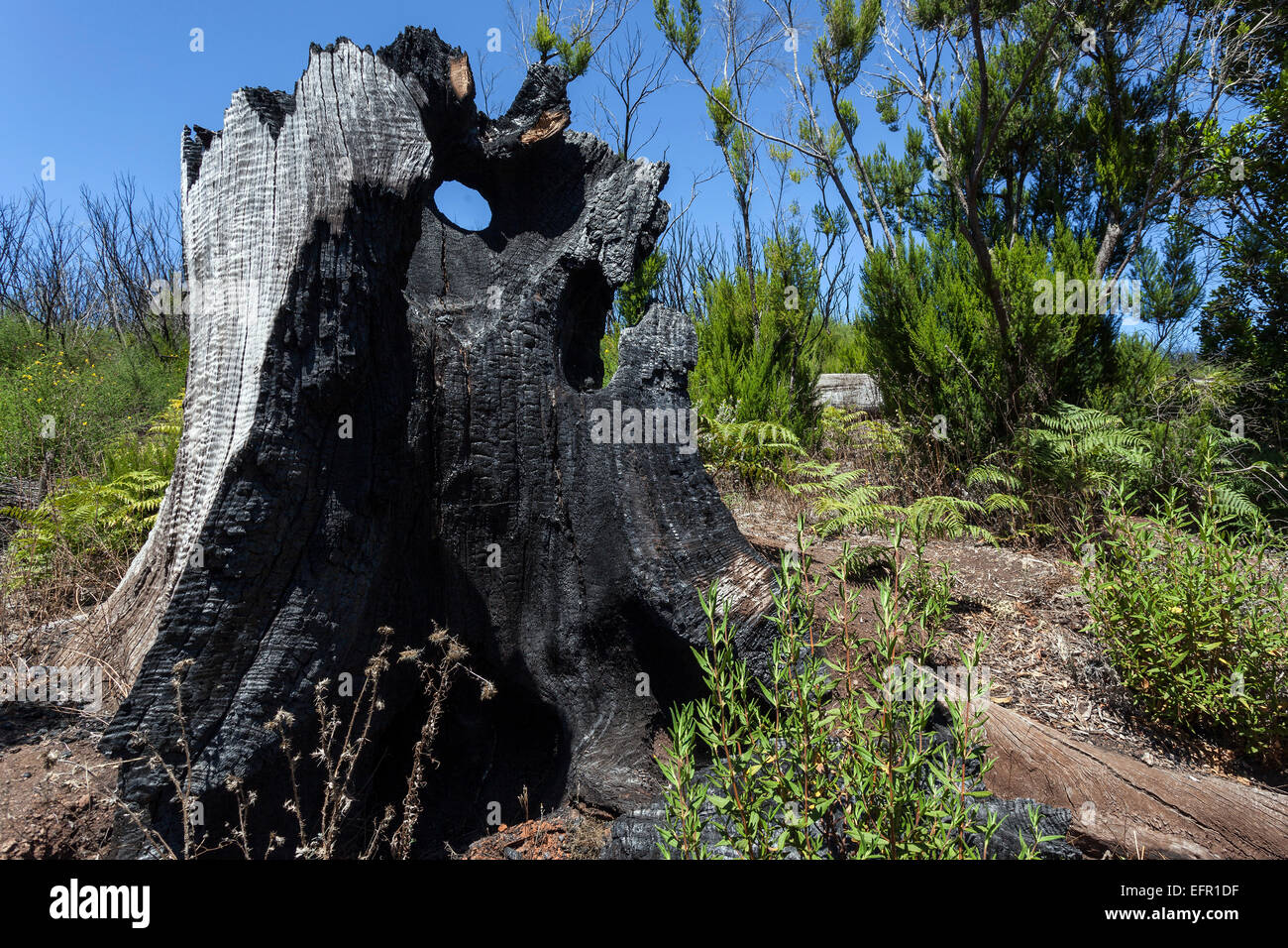 Tronc d'arbre calciné dans la végétation verte, les traces du feu de forêt de 2012, ci-dessous le Garajonay, La Gomera, Canary Islands, Spain Banque D'Images
