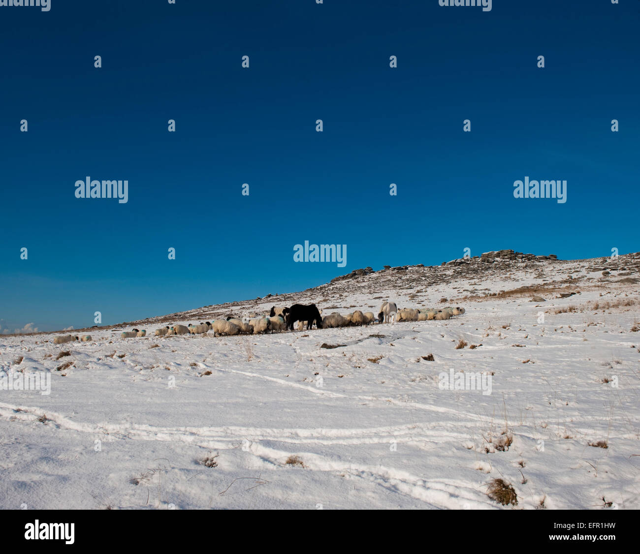 Moorland poneys et moutons près de manger dans Roughtor la neige sur Bodmin Moor, North Cornwall. Banque D'Images