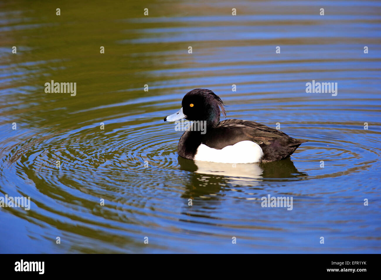 Fuligule morillon (Aythya fuligula), Drake, adulte, sur l'eau, Bade-Wurtemberg, Allemagne Banque D'Images