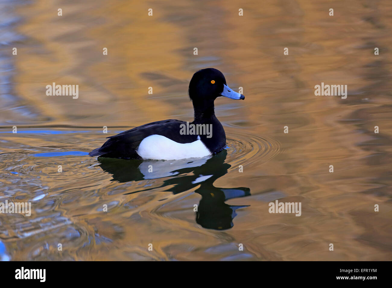Fuligule morillon (Aythya fuligula), Drake, adulte, sur l'eau, Bade-Wurtemberg, Allemagne Banque D'Images