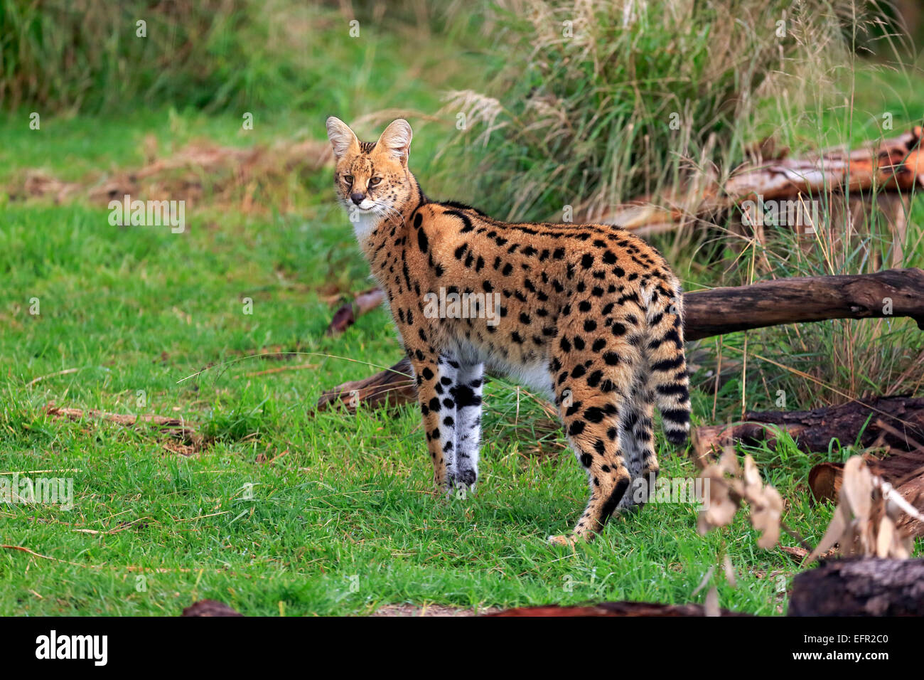 Serval (Leptailurus serval), adulte, captive, Western Cape, Afrique du Sud Banque D'Images