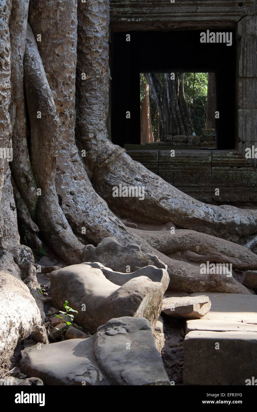 Les racines des arbres anciens de s'enrouler autour de Ta Promh ruines du temple Banque D'Images