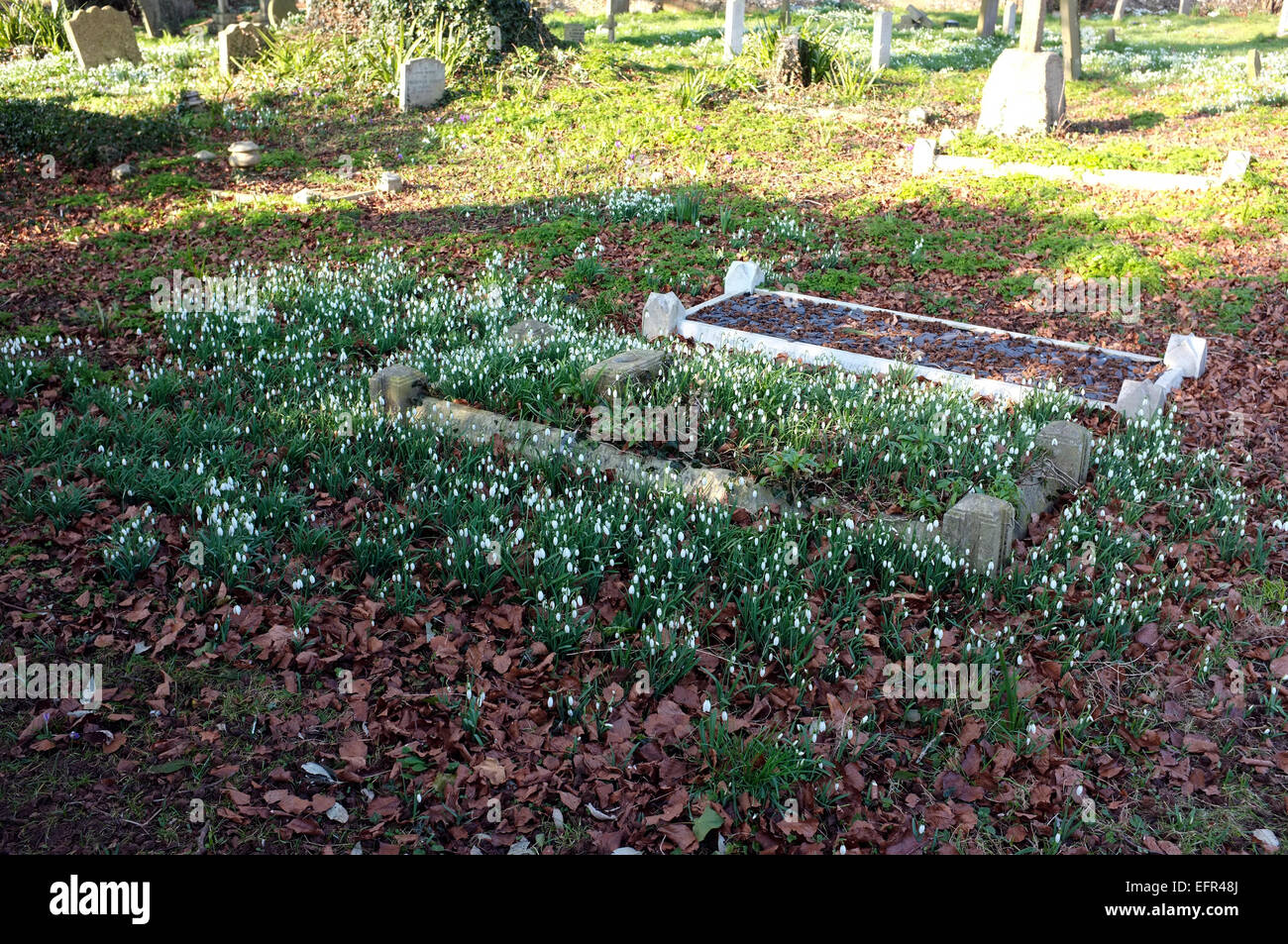 Chute de neige (Galanthus), des fleurs autour et sur une vieille tombe dans une cour de l'église. Banque D'Images