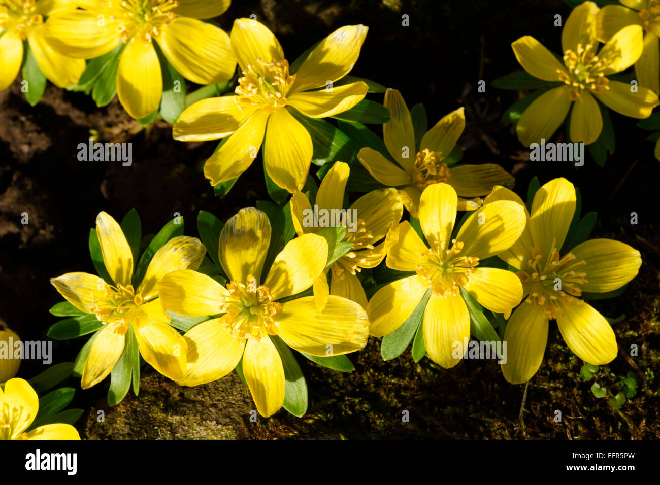 Aconites hiver en pleine lumière, North Yorkshire, England, UK Banque D'Images