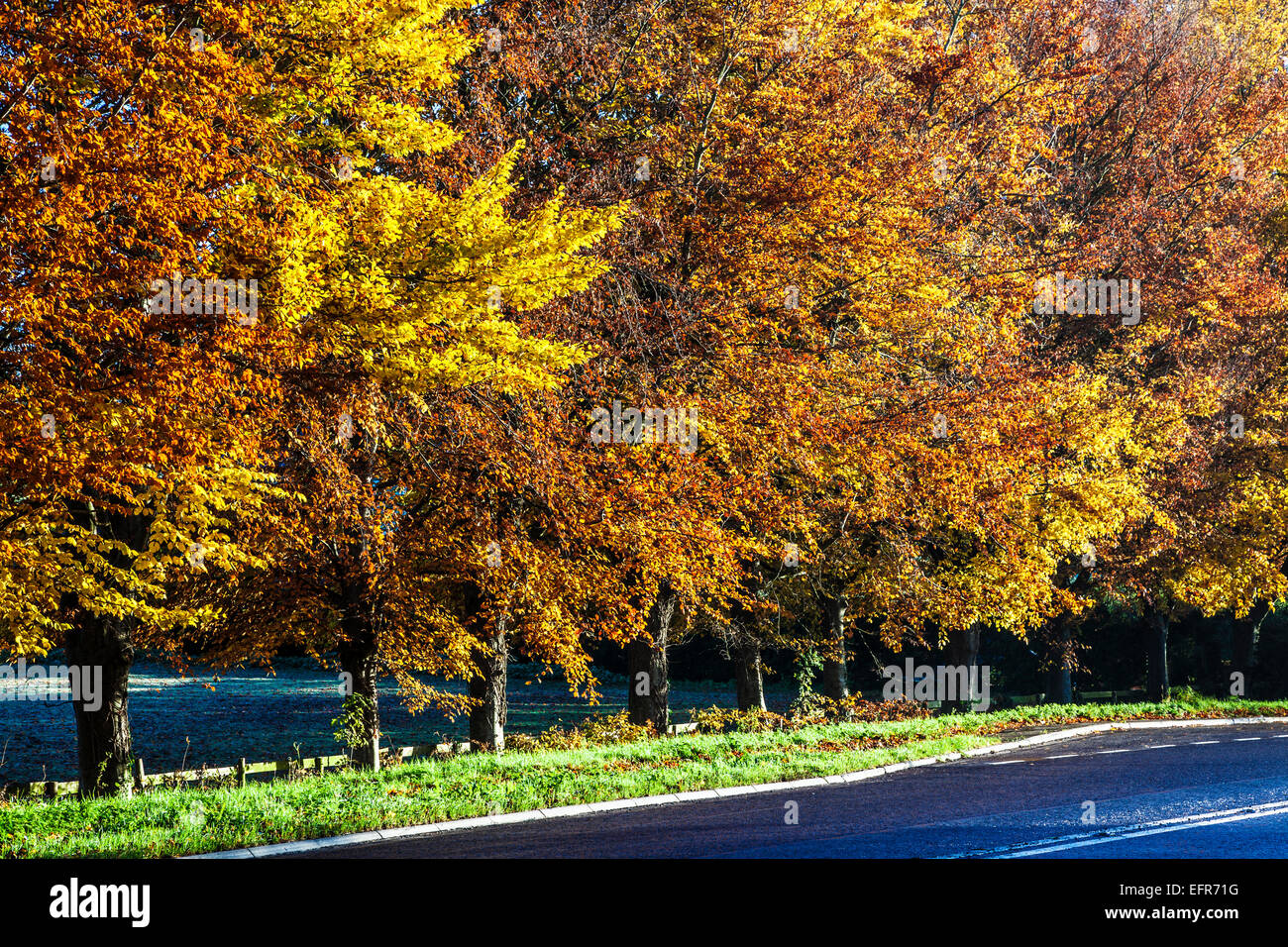 Les arbres d'automne le long d'une route près de Beckhampton dans le Wiltshire. Banque D'Images