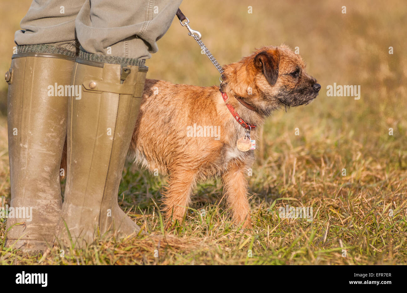 Un Border Terrier chien en laisse se tenait par son propriétaire qui porte des bottes Wellington Banque D'Images