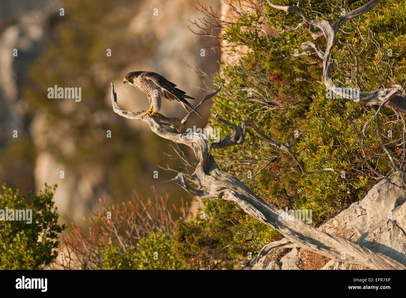 Le faucon pèlerin sur Juniper tree comme la perche dans le Supramonte montagnes près de la côte du golfe d'Orosei, Barbagia, Sardaigne, Italie Banque D'Images