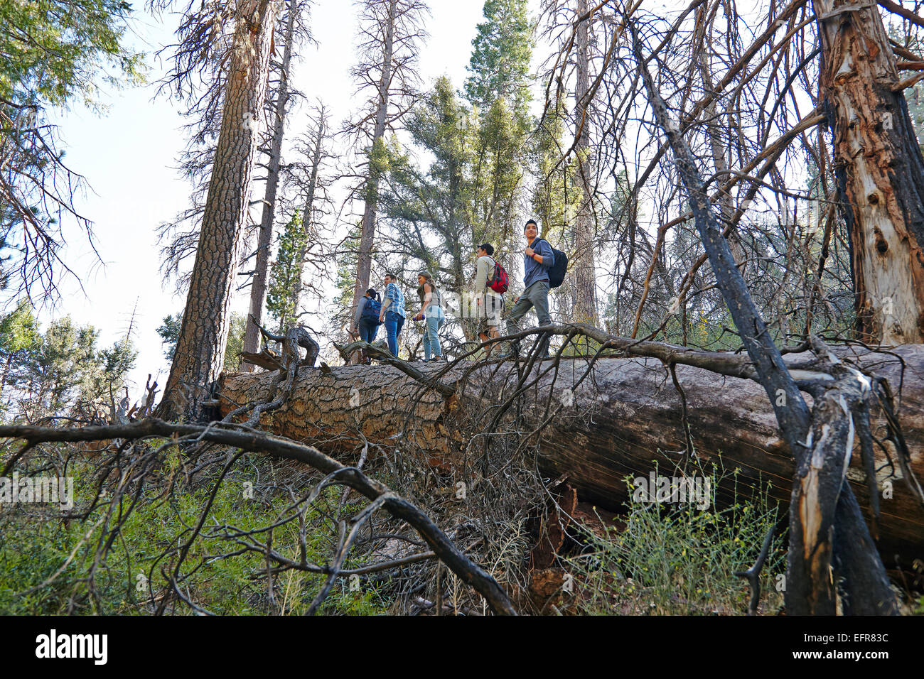 Cinq jeunes amis adultes randonnées sur arbre tombé dans la forêt, à Los Angeles, Californie, USA Banque D'Images