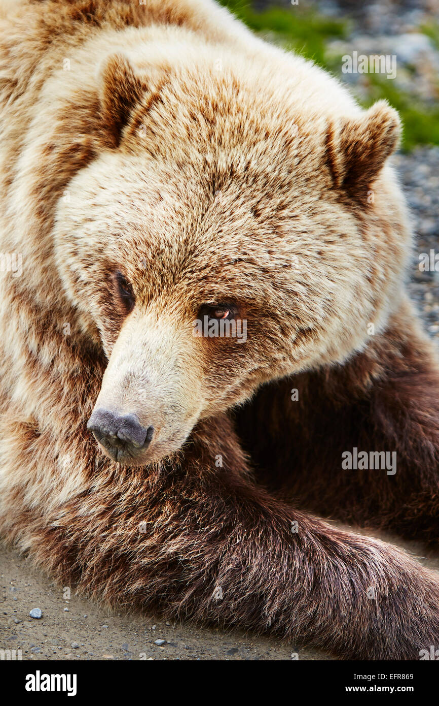 Portrait de l'ours brun (ursus arctos) Parc National Denali, Alaska, USA Banque D'Images