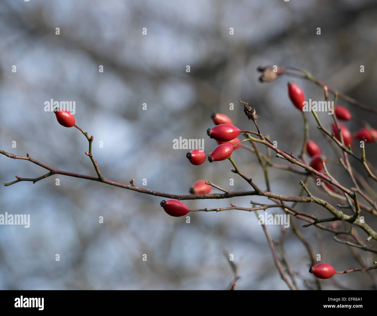 Chien rose hips Banque D'Images