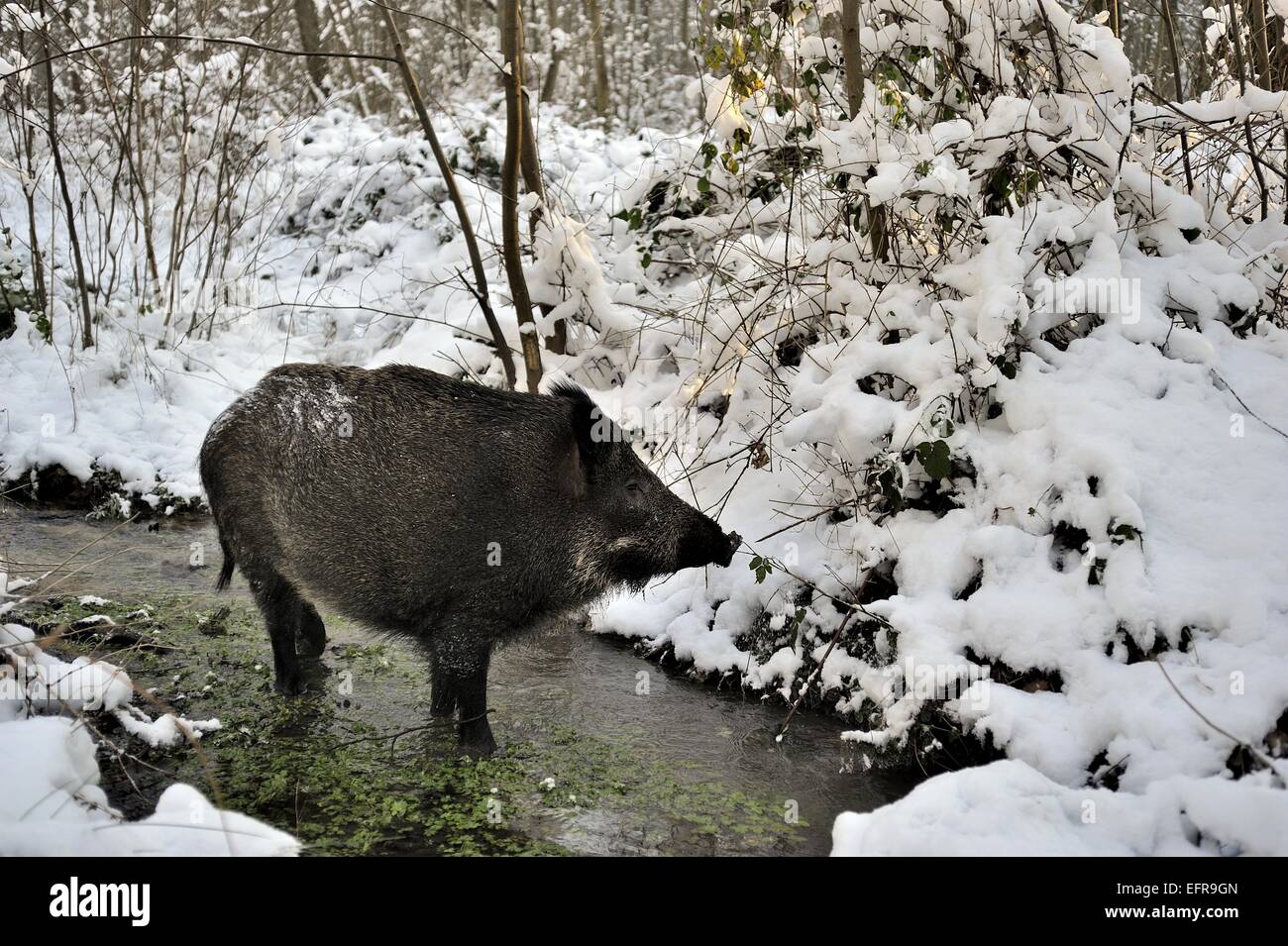 Le sanglier (Sus scrofa) sow de nourriture dans un ruisseau en hiver Belgique Banque D'Images