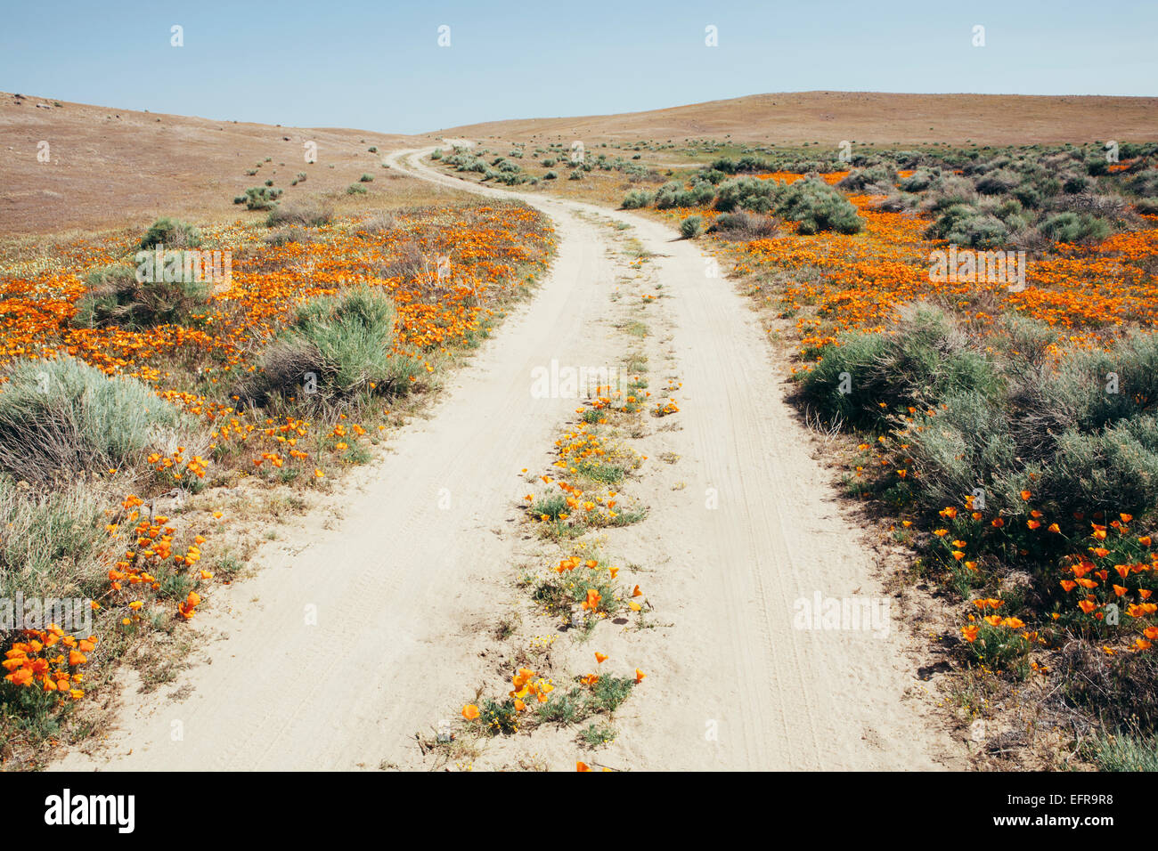 Pavot de Californie, Eschscholzia californica, floraison, dans l'Antelope Valley California poppy réserver. Papaveraceae. Banque D'Images