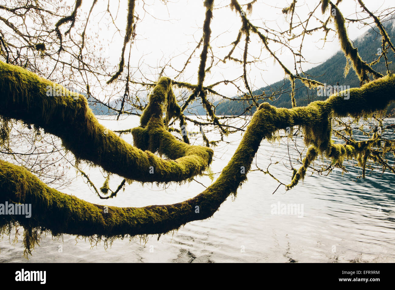 Branches d'arbres couverts de mousse, de l'aulne d'atteindre l'autre côté de l'eau le long des rives du lac Crescent Banque D'Images