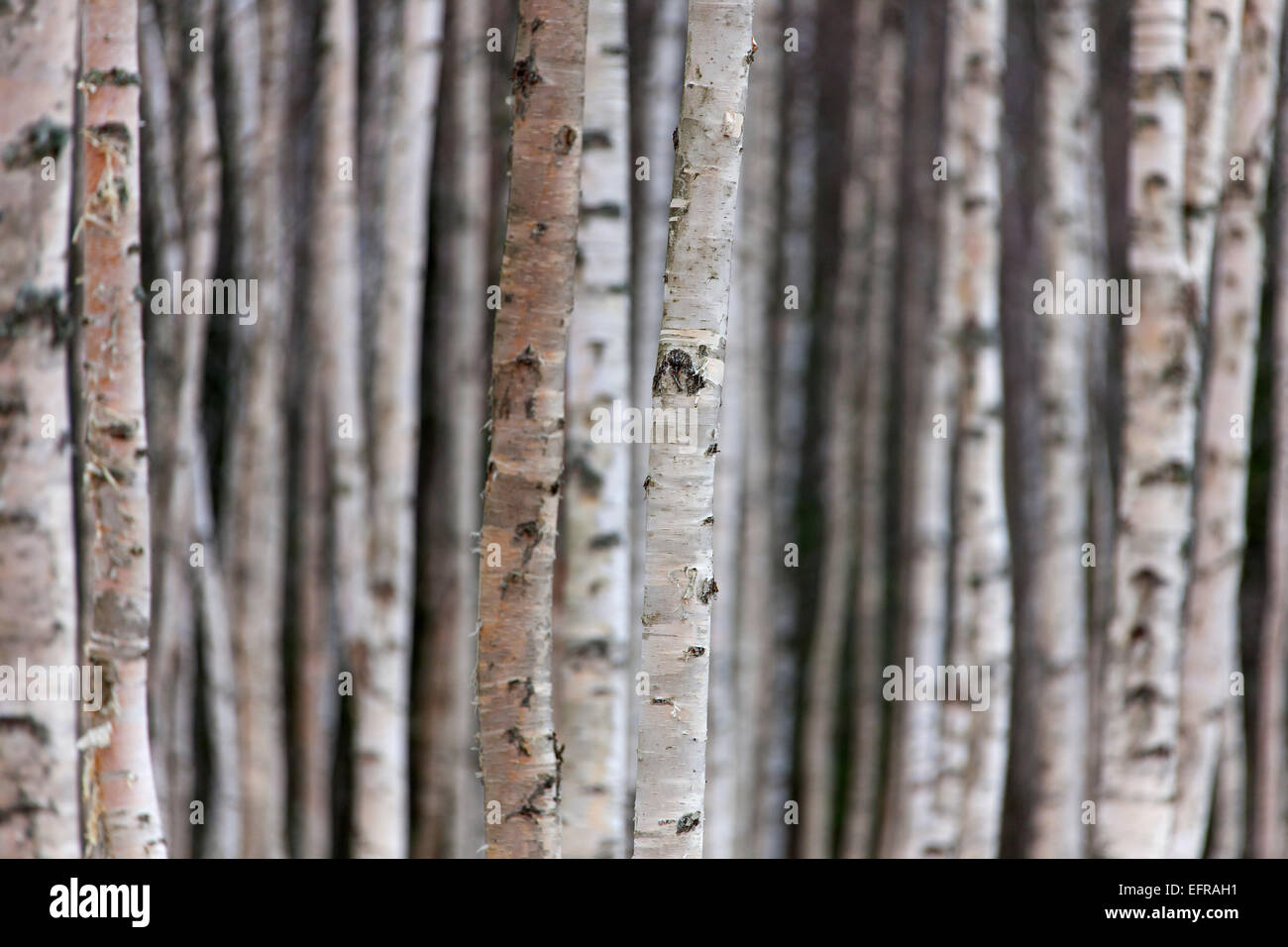 Silver Birch / bouleau verruqueux (Betula pendula / Betula alba / Betula verrucosa) des troncs de bouleaux dans la forêt de feuillus Banque D'Images