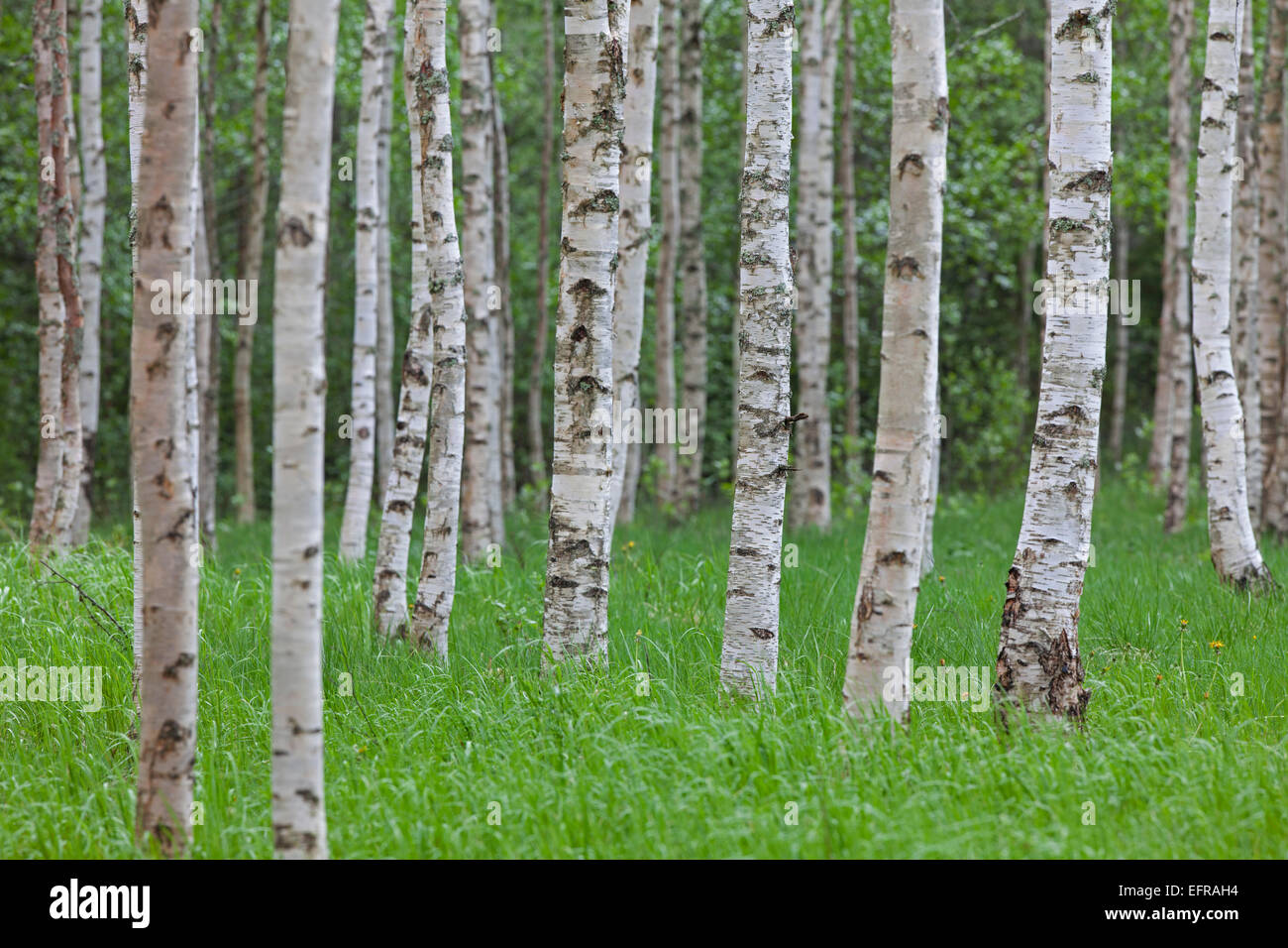 Silver Birch / bouleau verruqueux (Betula pendula / Betula alba / Betula verrucosa) des troncs de bouleaux dans la forêt de feuillus Banque D'Images