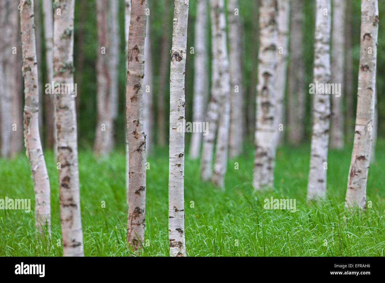 Silver Birch / bouleau verruqueux (Betula pendula / Betula alba / Betula verrucosa) des troncs de bouleaux dans la forêt de feuillus Banque D'Images