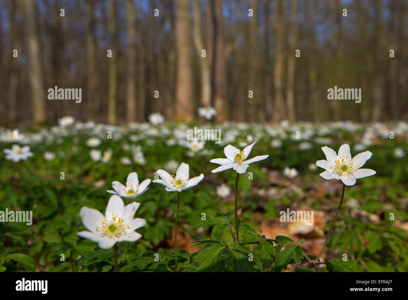 Bois des anémones (Anemone nemorosa) forêt de hêtres en floraison au printemps Banque D'Images