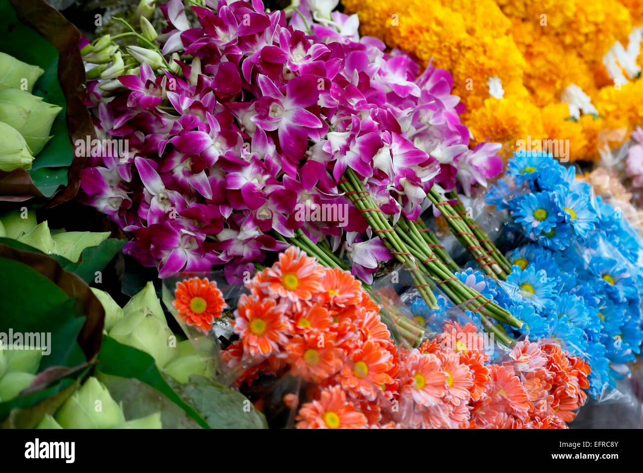 Des fleurs, des tonnes de Lamai Marché aux Fleurs, Chiang Mai, Thaïlande Banque D'Images