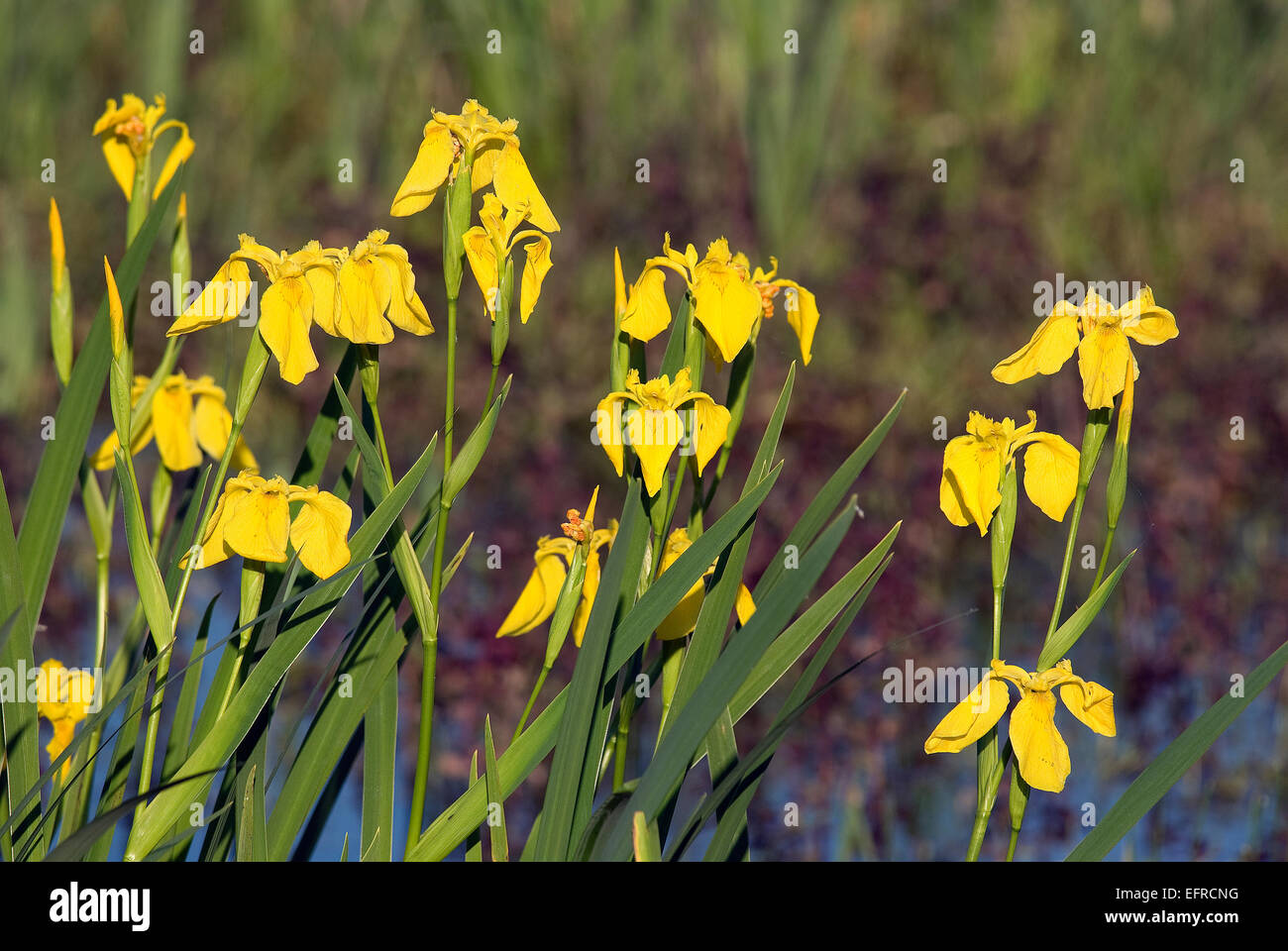 Iris jaune (Iris pseudacorus), le lac Trasimène, Ombrie, Italie, Europe Banque D'Images