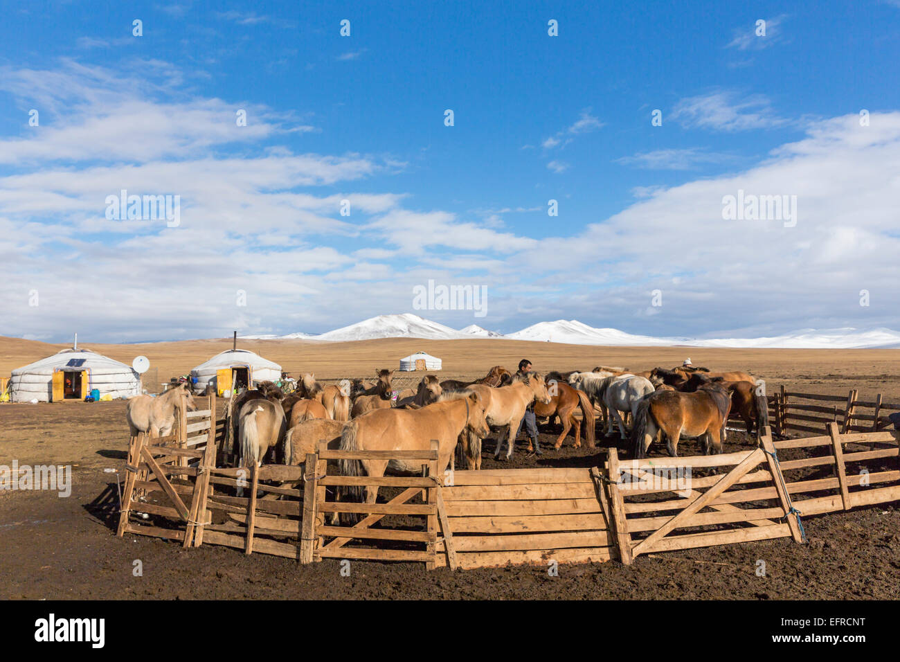 Les chevaux de Mongolie, Mongolie Banque D'Images