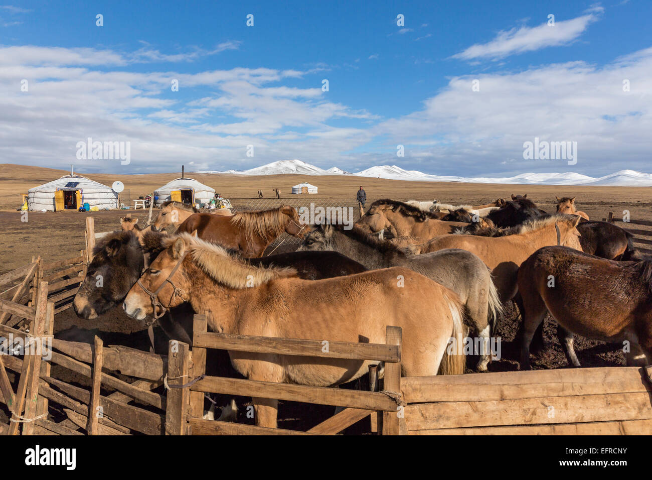 Les chevaux de Mongolie, Mongolie Banque D'Images