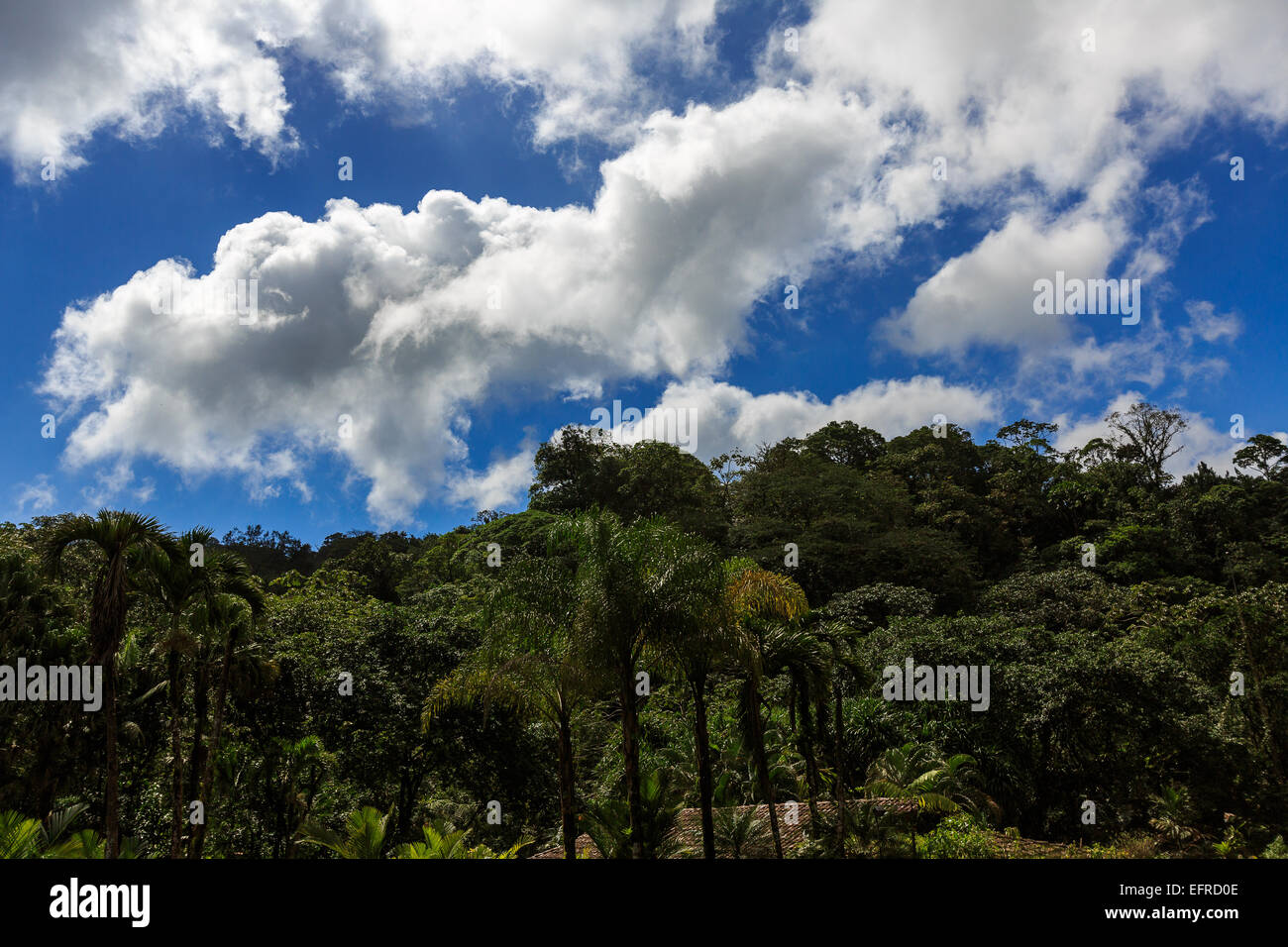 Paysage de la jungle du Costa Rica. Banque D'Images