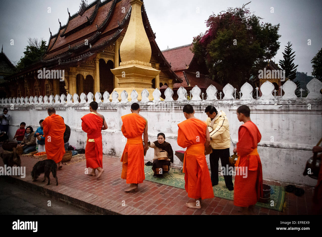 La collecte de l'aumône des moines au lever du soleil, Luang Prabang, Laos. Banque D'Images