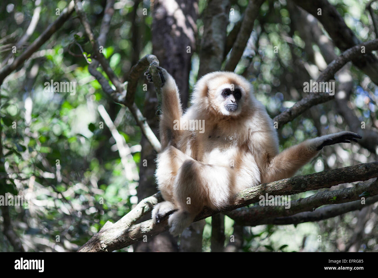 L'Afrique du Sud, Monkeyland, jaune-cheeked gibbon à crête. (Nomascus gabriellae). Or aka-cheeked gibbon. Banque D'Images