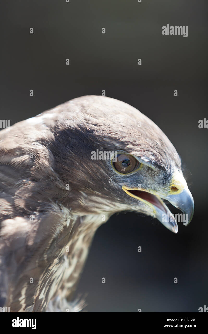 Eurasienne commune Buzzard. (Buteo buteo). Banque D'Images
