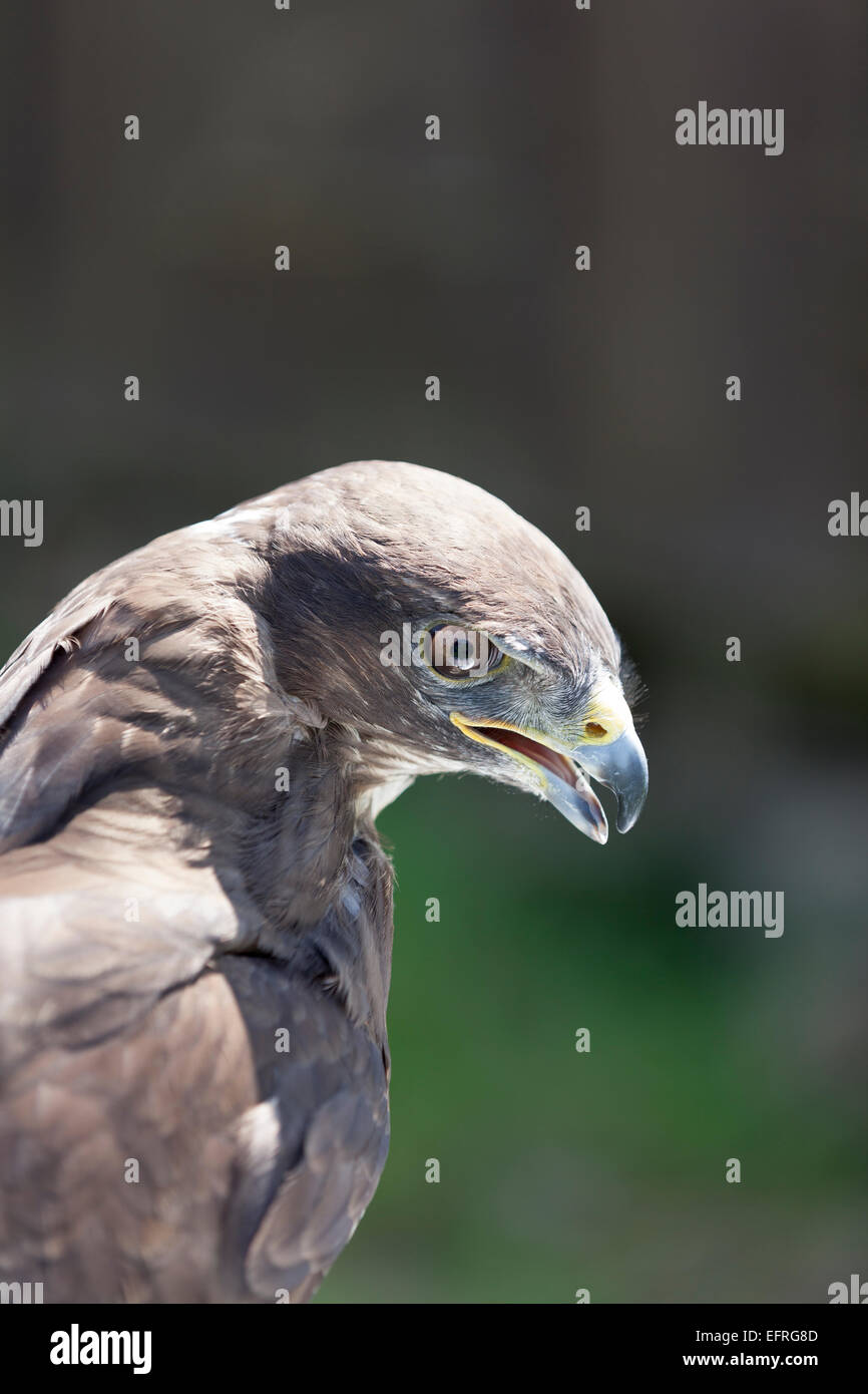 Eurasienne commune Buzzard. (Buteo buteo). Banque D'Images