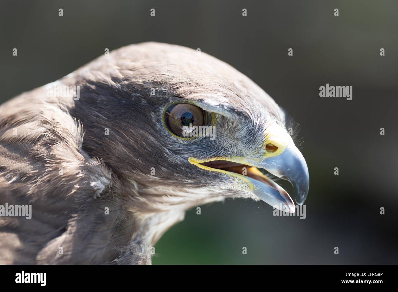 Eurasienne commune Buzzard. (Buteo buteo). Banque D'Images