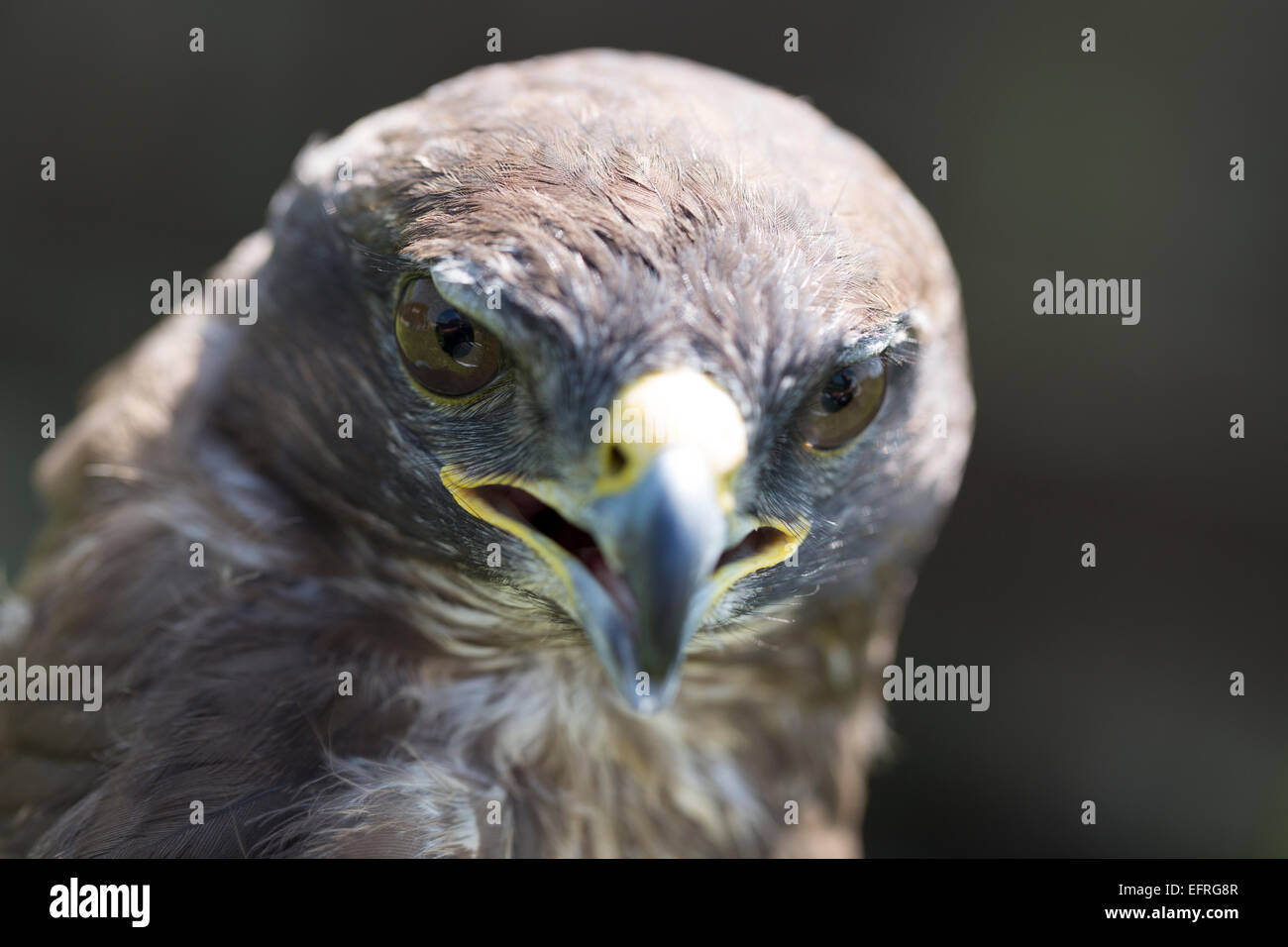 Eurasienne commune Buzzard. (Buteo buteo). Banque D'Images