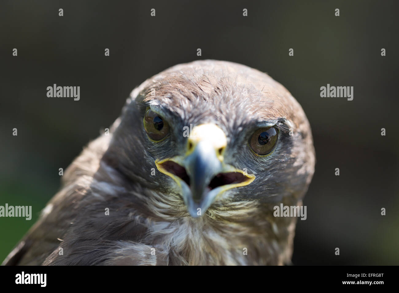 Eurasienne commune Buzzard. (Buteo buteo). Banque D'Images
