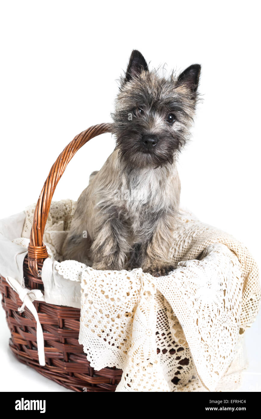 Cairn Terrier puppy posant dans un panier. Banque D'Images