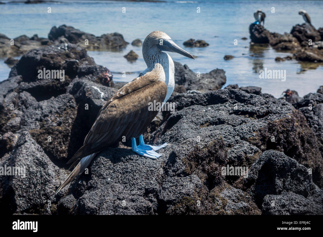 Blue-footed Booby, îles Galapagos, Equateur Banque D'Images