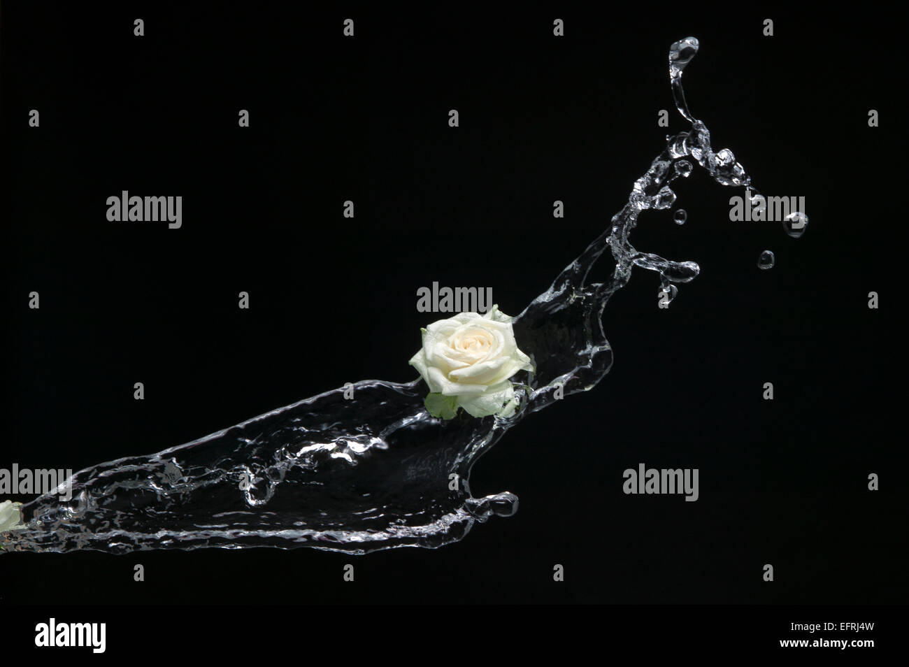 Les éclaboussures d'eau avec des roses blanches Banque D'Images Les éclaboussures d'eau avec des roses blanches Banque D'Images