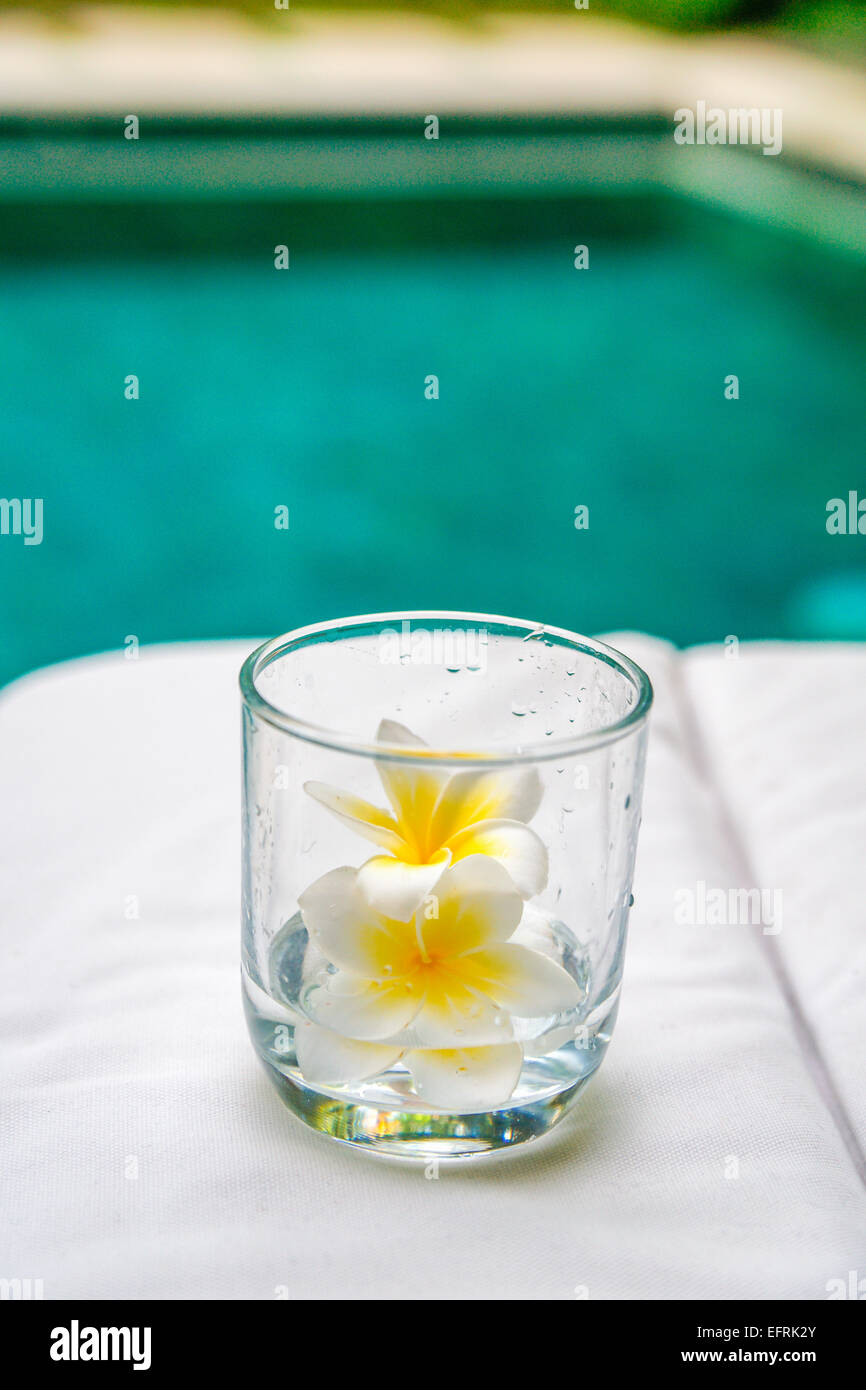 Plumeria flower dans un verre Banque D'Images