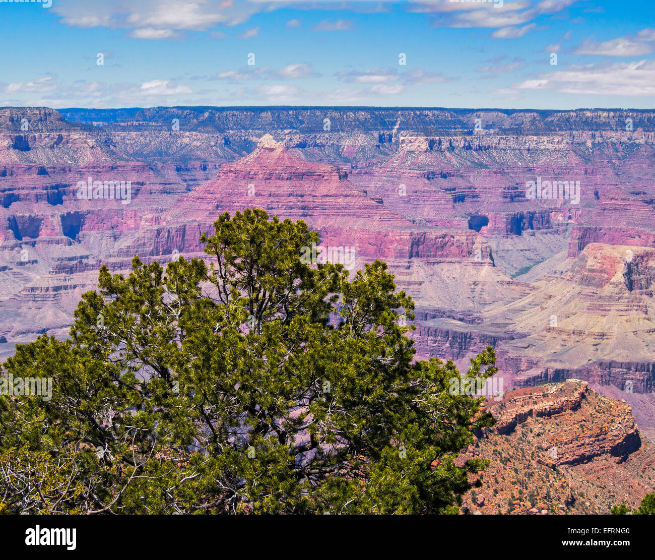 Vue de Pipe Creek Vista South Rim Grand Canyon Arizona USA pinyon pin Pinus edulis horizon ciel bleu nuages Banque D'Images