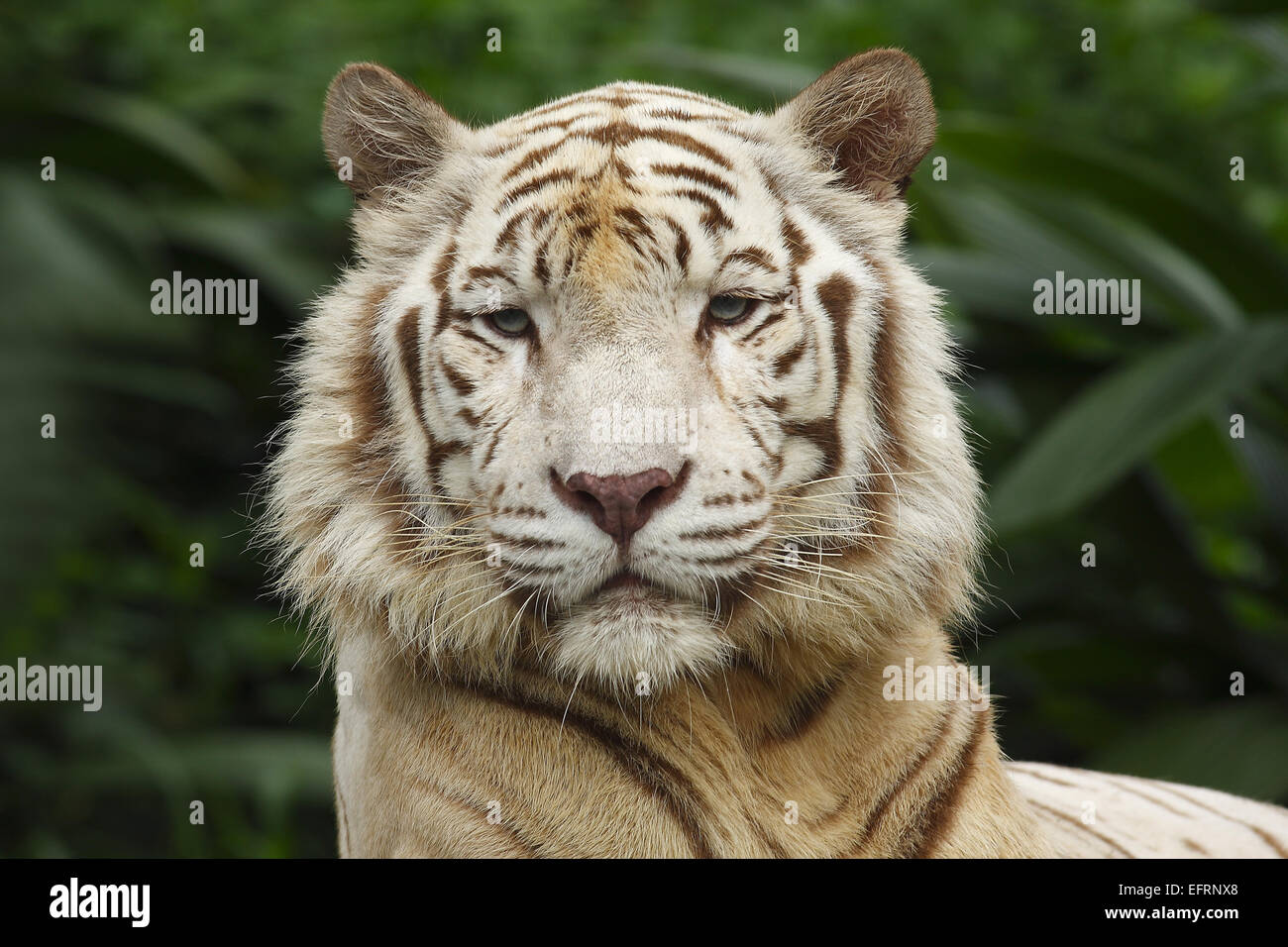 Tigre blanc,portraet (Panthera tigris) bâillements, Zoo de Singapour, Singapour, Banque D'Images
