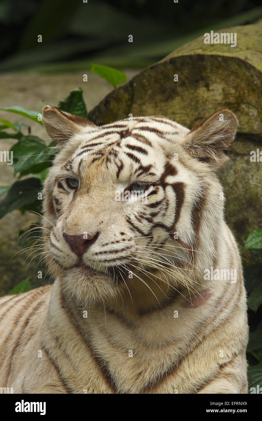 Tigre blanc,portraet (Panthera tigris) bâillements, Zoo de Singapour, Singapour, Banque D'Images