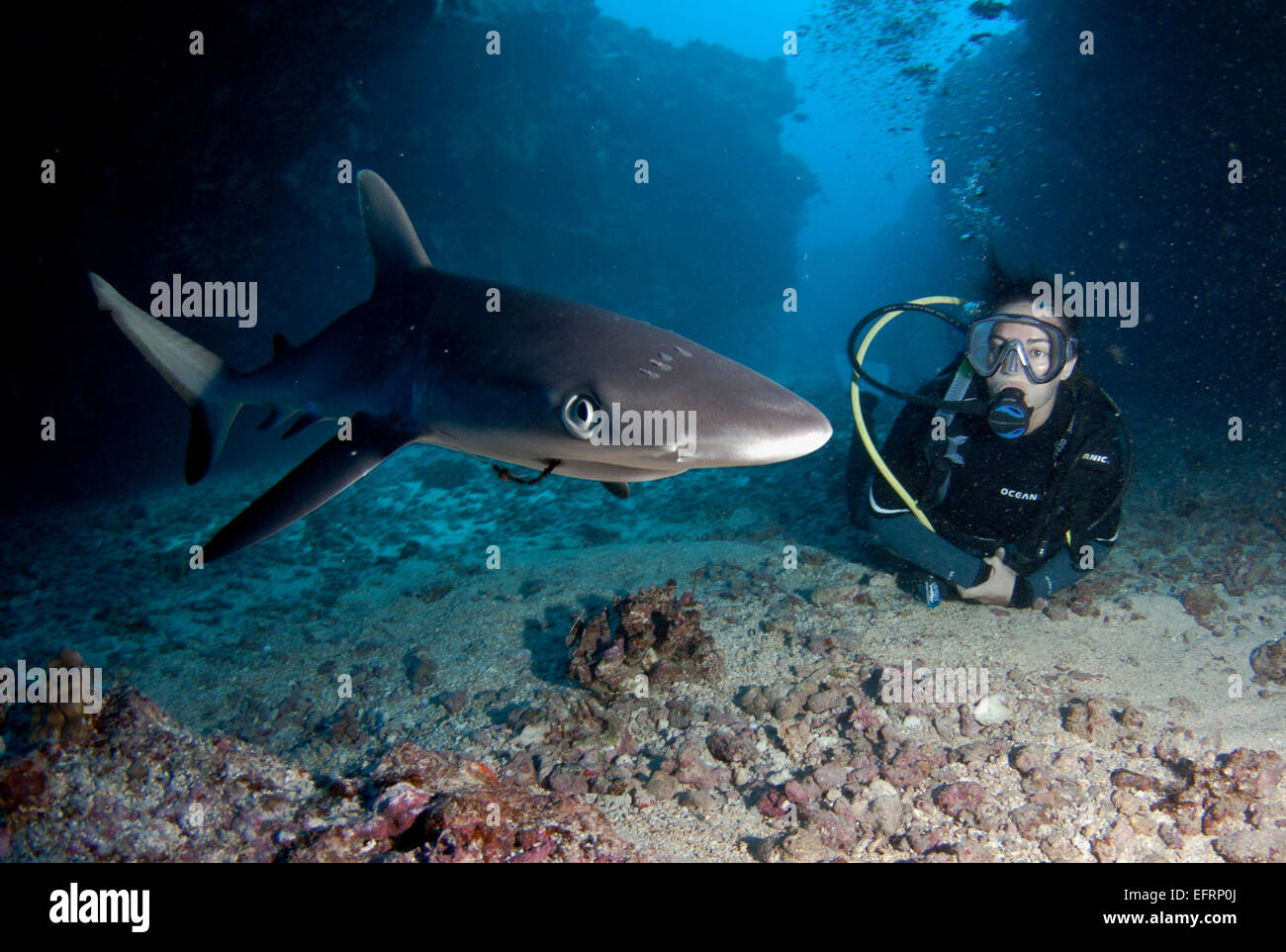 Un requin gris de récif (Carcharhinus amblyrhyncos) croisières par pour une enquête Banque D'Images
