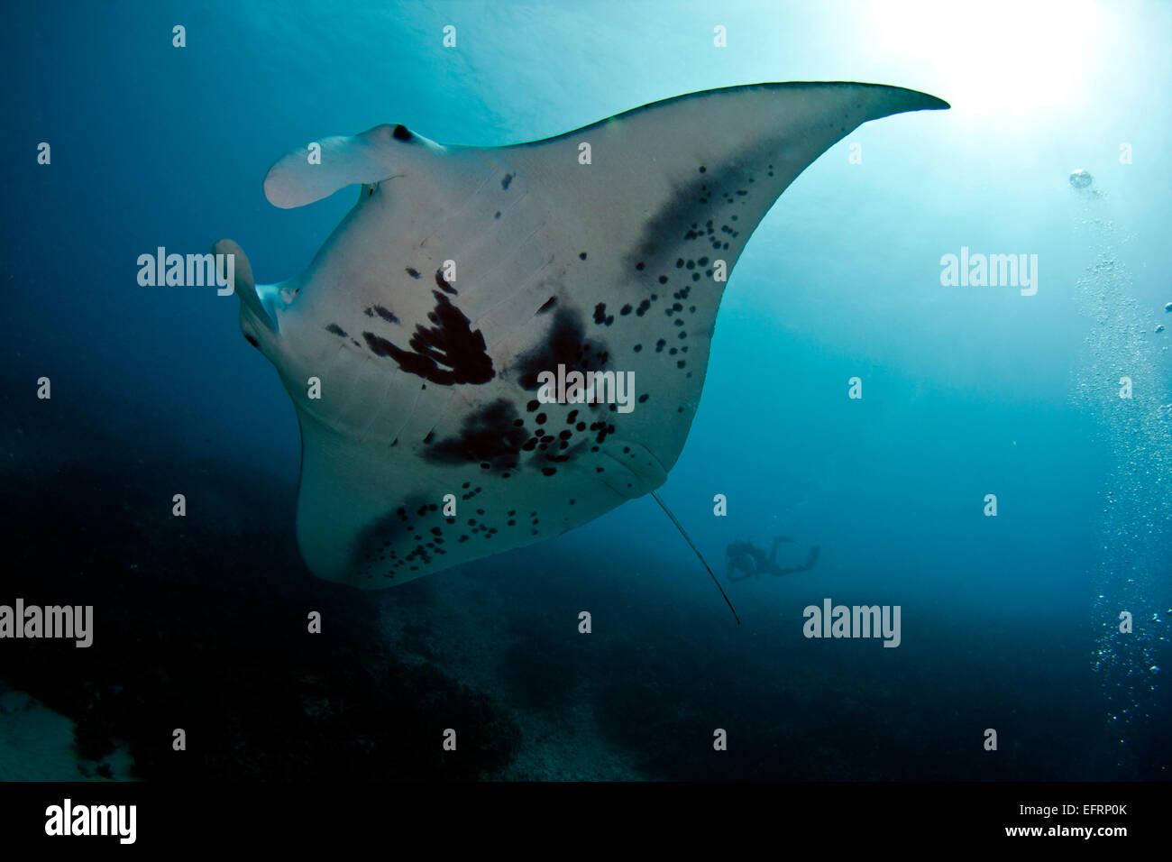 Une manta côtières (Manta alfredi) plonge avec grâce sur le récif au large de Kona, Hawaii Banque D'Images